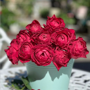 Ruby Kiss Rose丨Your roses