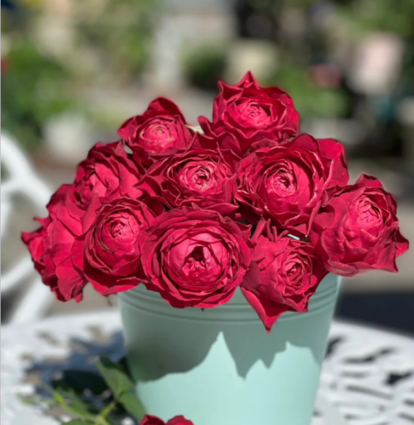 Ruby Kiss Rose丨Your roses