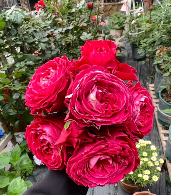 Ruby Kiss Rose丨Your roses