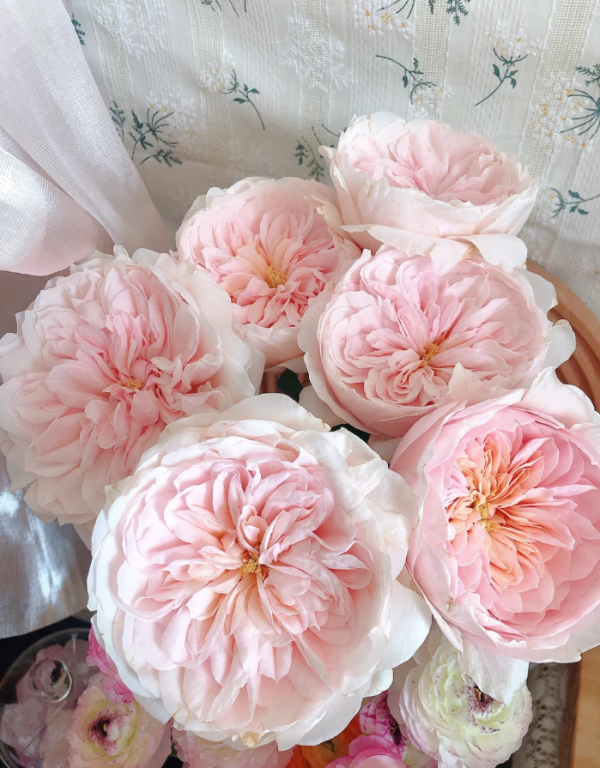 Sabrina Rose plant丨Your roses