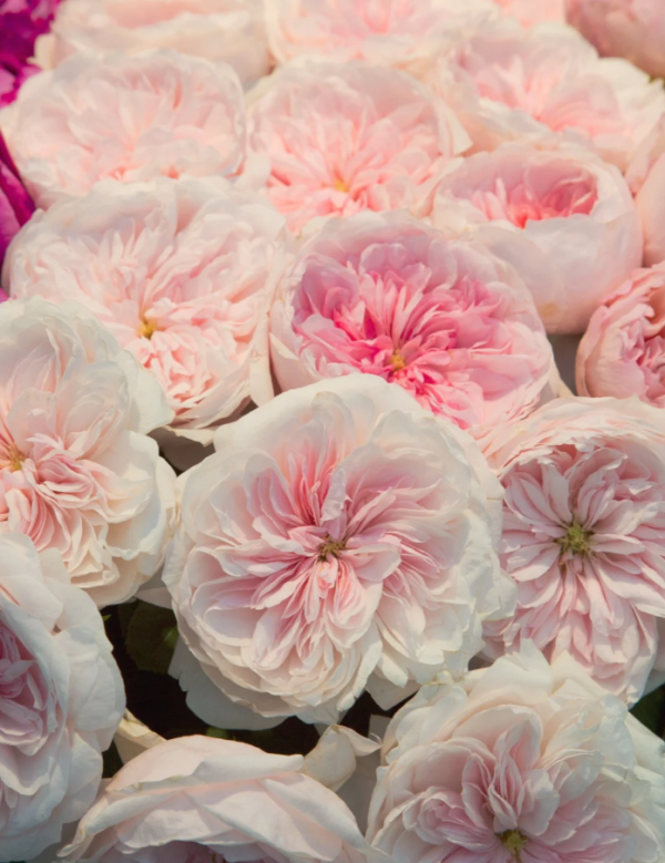 Sabrina Roses丨Your roses