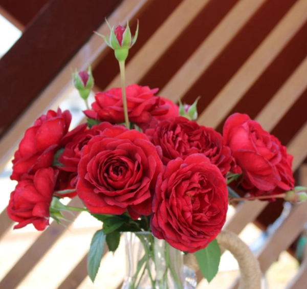 Scarlet Bonica Roses丨Your roses