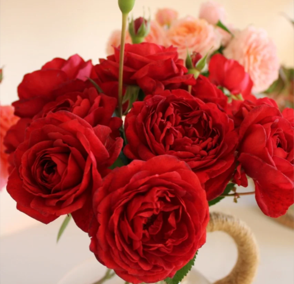 Scarlet Bonica Rose丨Your roses