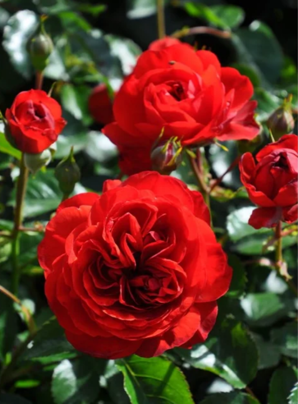 Scarlet Bonica Rose丨Your roses