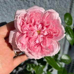 Schöne Maid Rose丨Your roses