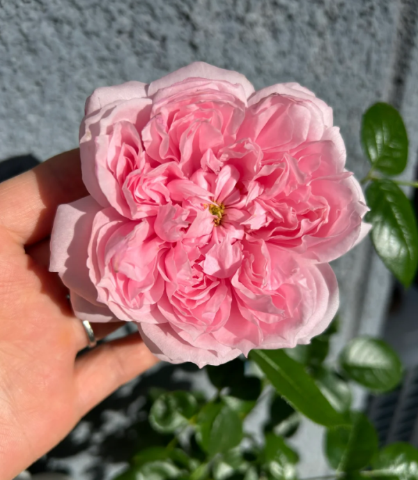 Schöne Maid Rose丨Your roses