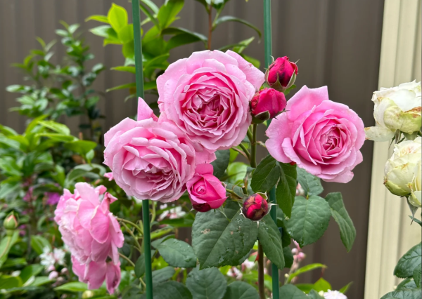 rose soeur emmanuelle丨Your roses