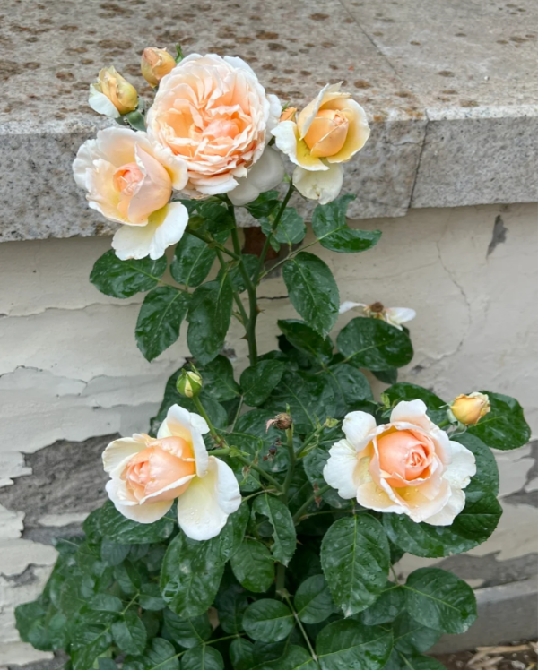 Lady Capri Rose丨Your roses