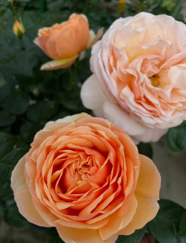 tropicana rose plant丨Your roses