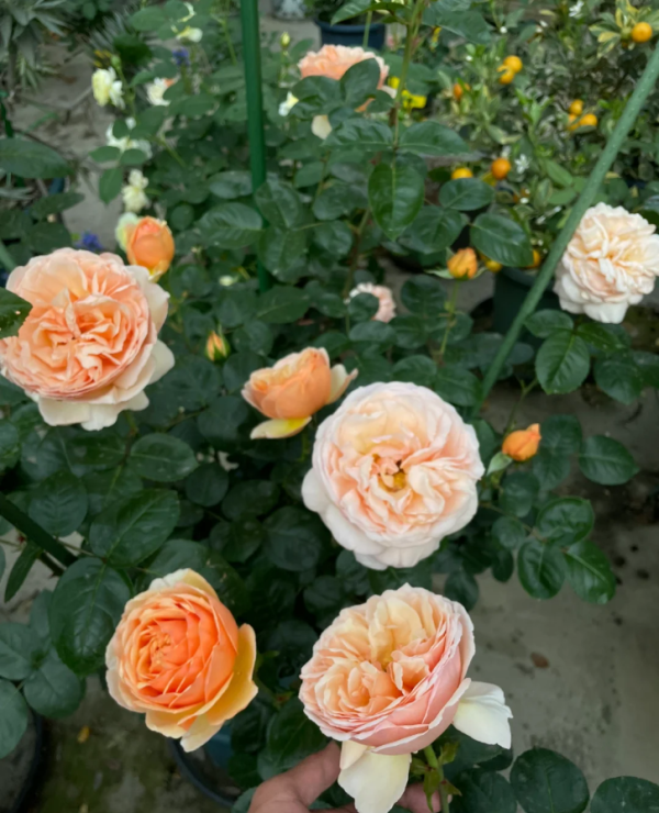 Tropicana Rose for sale丨Your roses