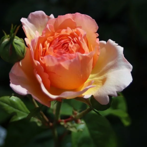 Tropicana Rose丨Your roses