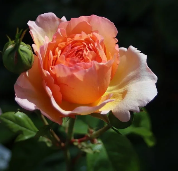 Tropicana Rose丨Your roses