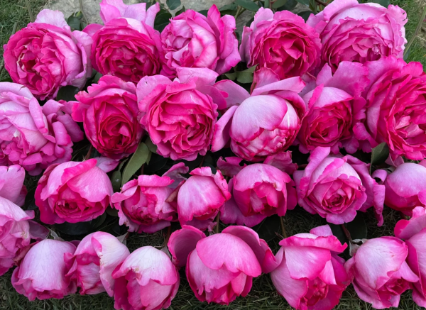 Yves Piaget Climber Rose for sale丨Your roses