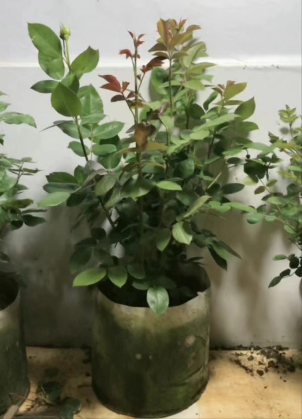 Novalis Rose - Image 6