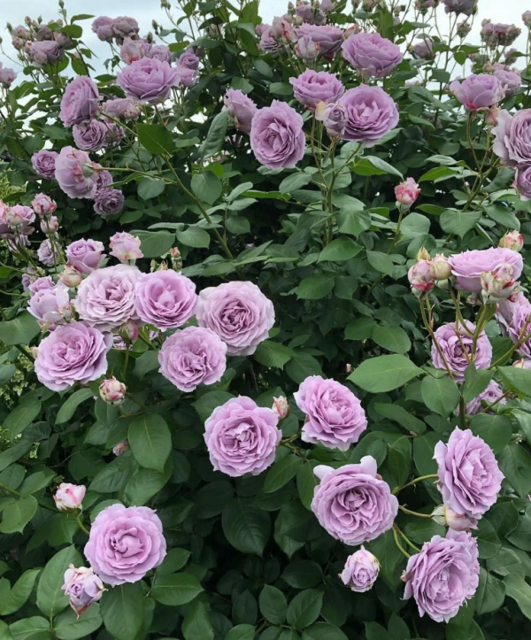 Novalis Rose for sale丨Your roses