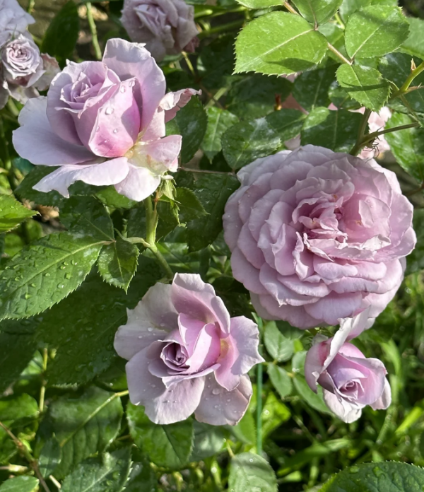 Poseidon Rose for sale丨Your roses