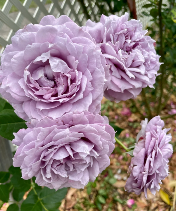 Novalis Rose丨Your roses
