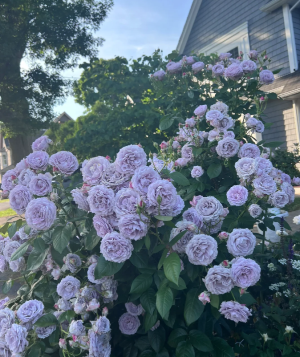 Poseidon Rose丨Your roses