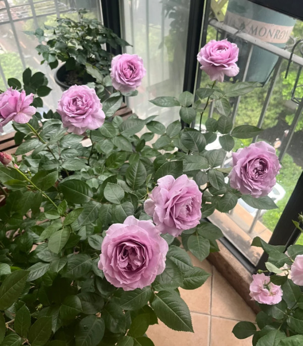 KORfriedhar Rose丨Your roses