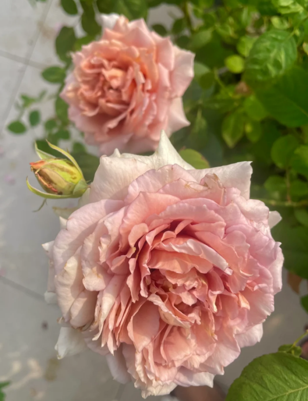 Ariel Rose Plant丨Your roses