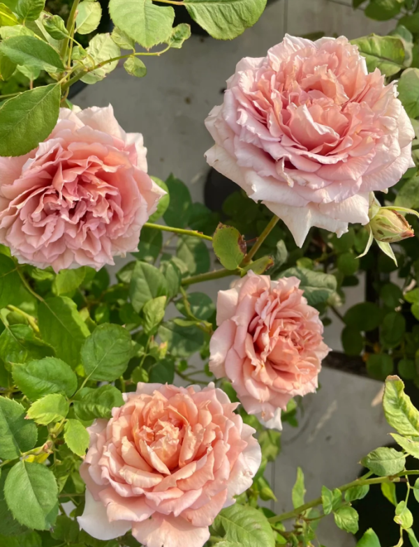 Ariel Rose for sale丨Your roses