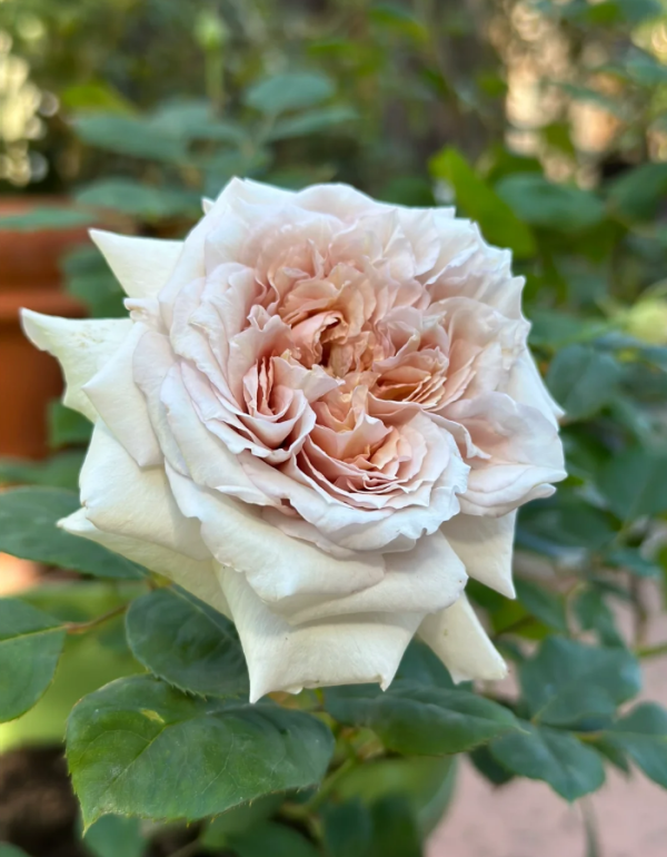 Ariel Rose 丨Your roses