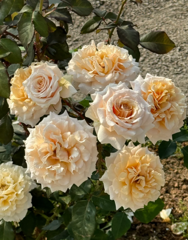Ben Weatherstaff Rose Plant丨Your roses