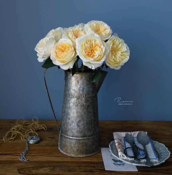Ausperidot Rose丨Your roses