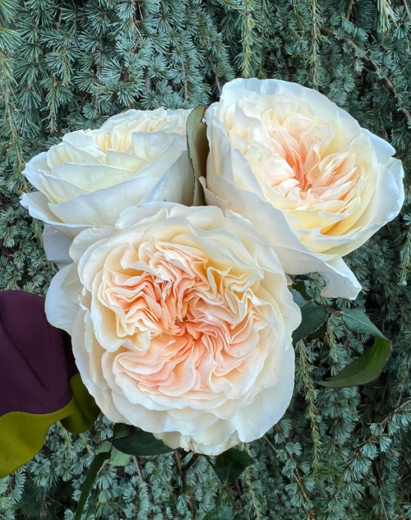 Rose Bessie丨Your roses