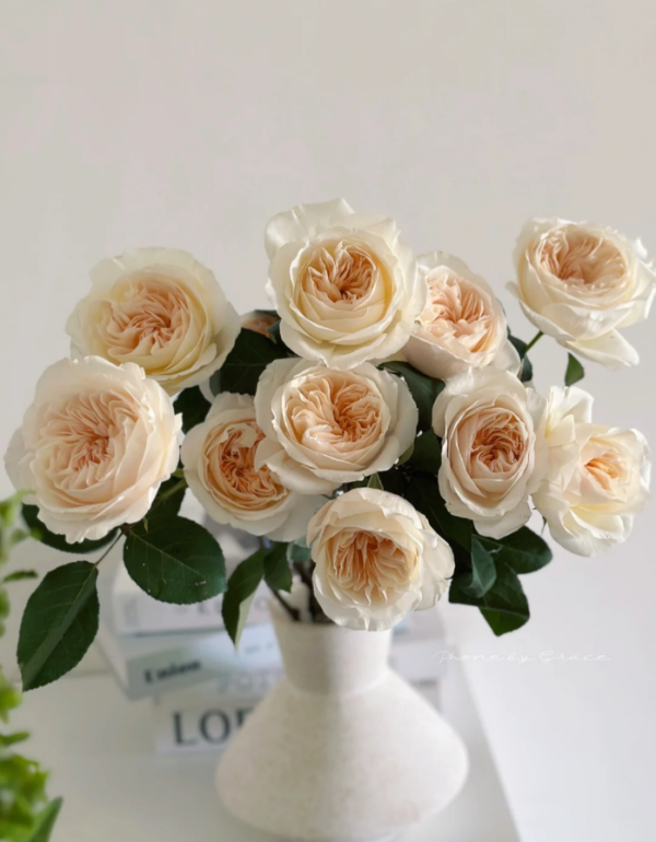 bessie rose bush uk丨Your roses