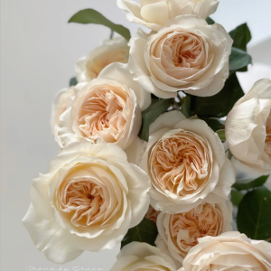 Bessie Rose丨Your roses
