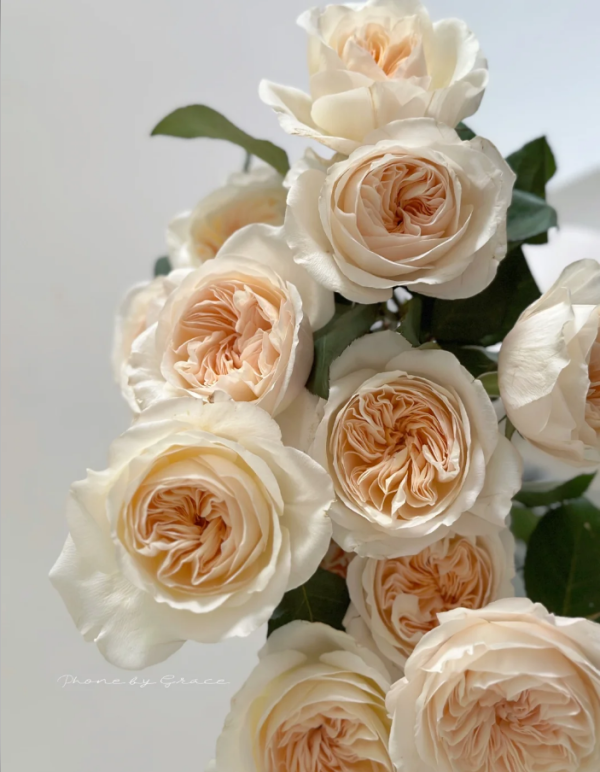 Bessie Rose丨Your roses