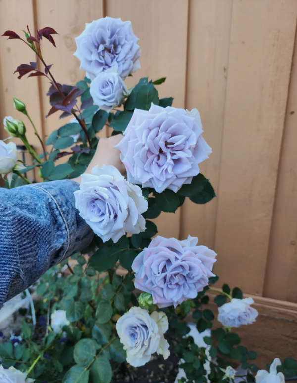 Blue Gravity Roses丨Your roses