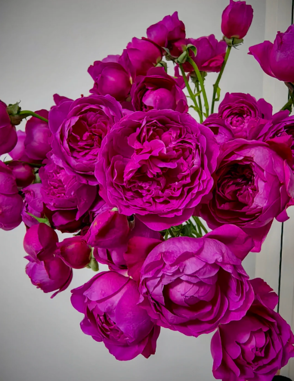 Cartonnage Rose Plant丨Your roses