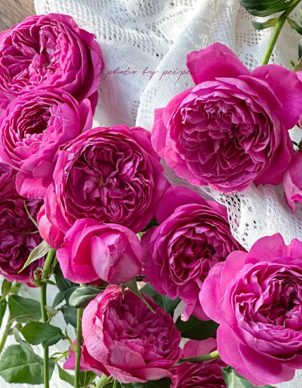 Cartonnage Rose丨Your roses