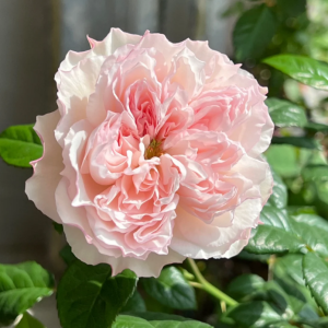 Cecil de Volanges Rose丨Your roses