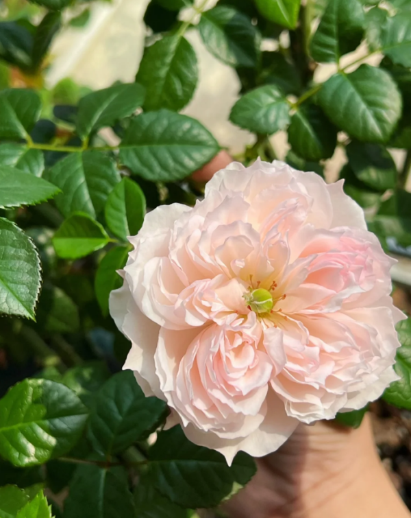 Rose Cecil de Volanges丨Your roses