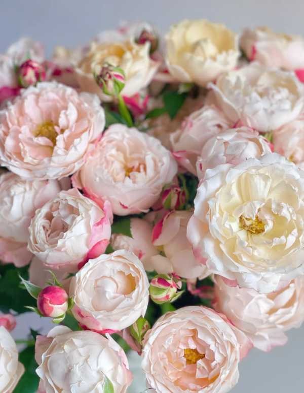 Chance Pom Rose丨Your roses