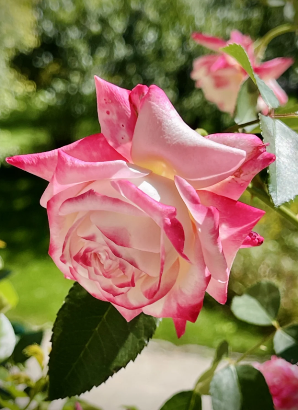 Chun Feng Roses丨Your roses