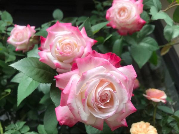 Chun Feng Rose丨Your roses