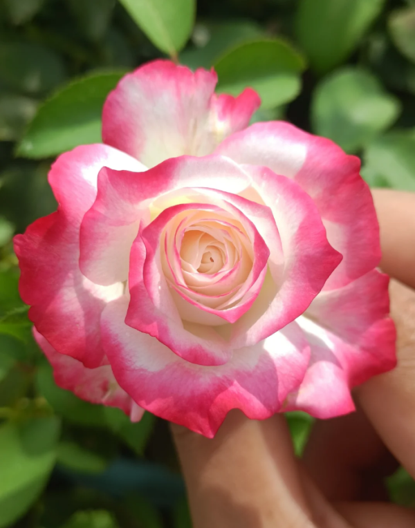 Chun Feng Rose for sale丨Your roses