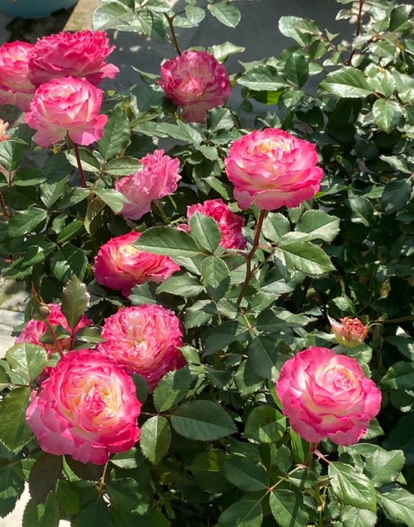 Rose Chuzhuang for sale丨Your roses