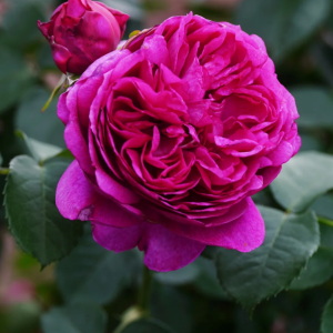 Ci Xuan Rose丨Your roses