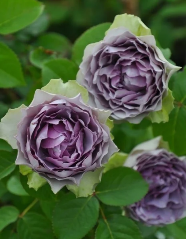 Coffret Rose Plant for sale丨Your roses