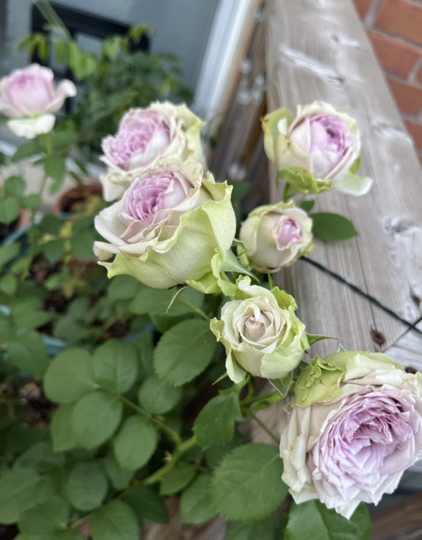 Coffret Rose Plant丨Your roses
