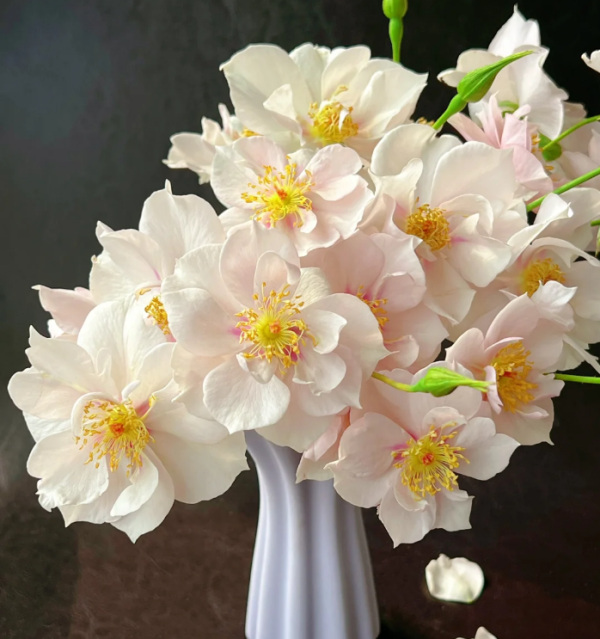 Coup de Coeur Rose Plant丨Your roses