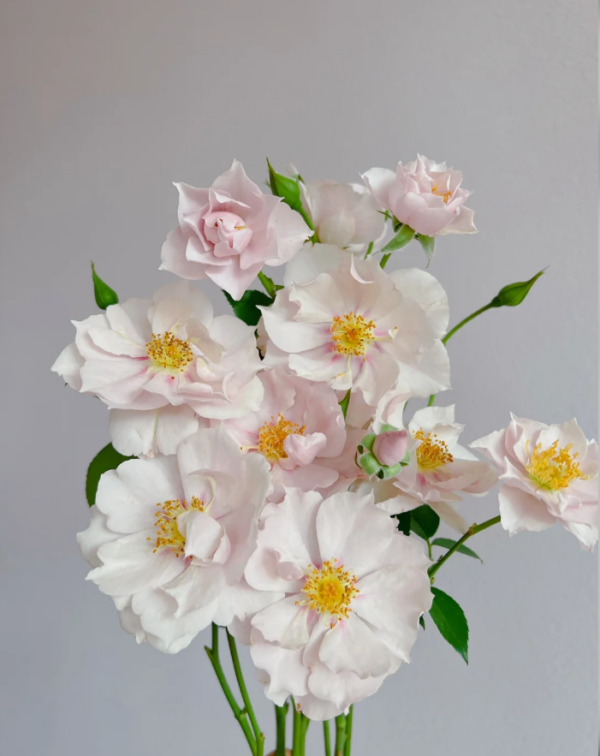 Coup de Coeur Rose丨Your roses
