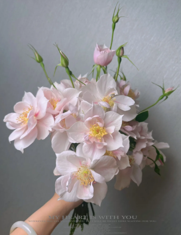 Coup de Coeur Rose for sale丨Your roses