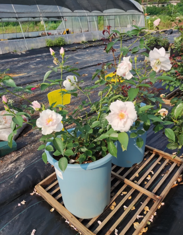 Coup de Coeur Rose丨Your roses