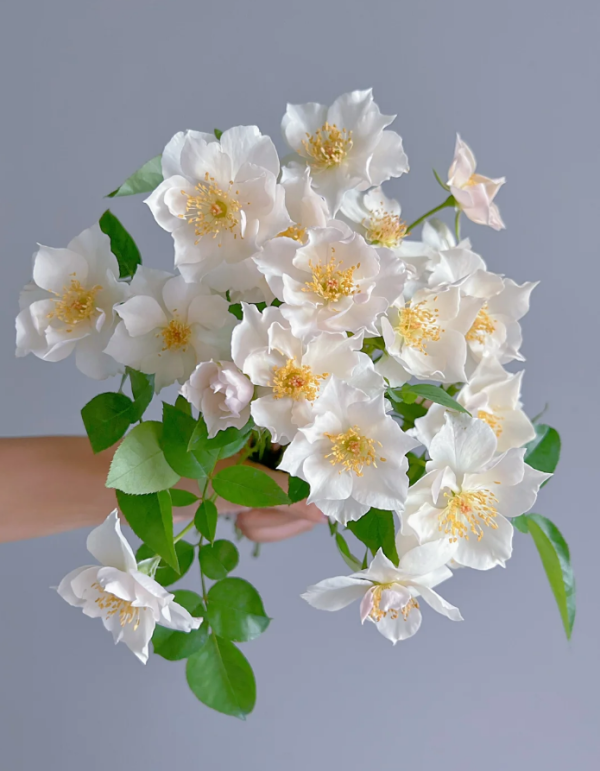 Rose Coup de Coeur丨Your roses